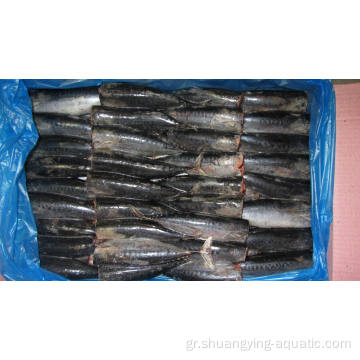 Κινέζικα κατεψυγμένα ψάρια σκουμπρί HGT για κονσερβοποιημένα